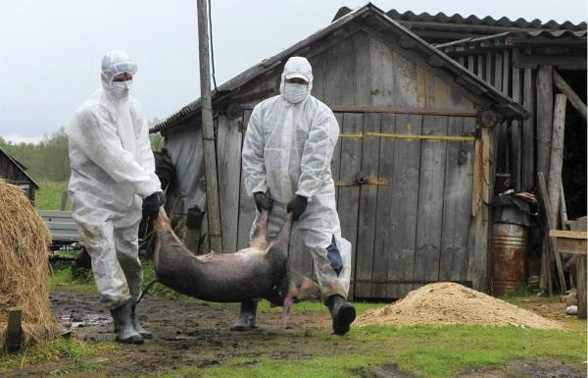 Focare de pesta porcină africană continuă să apară pe teritoriul R.Moldova