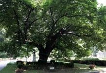 Puieți din teiul lui Mihai Eminescu vor fi plantați la Viena, Berlin, Cernăuți și București